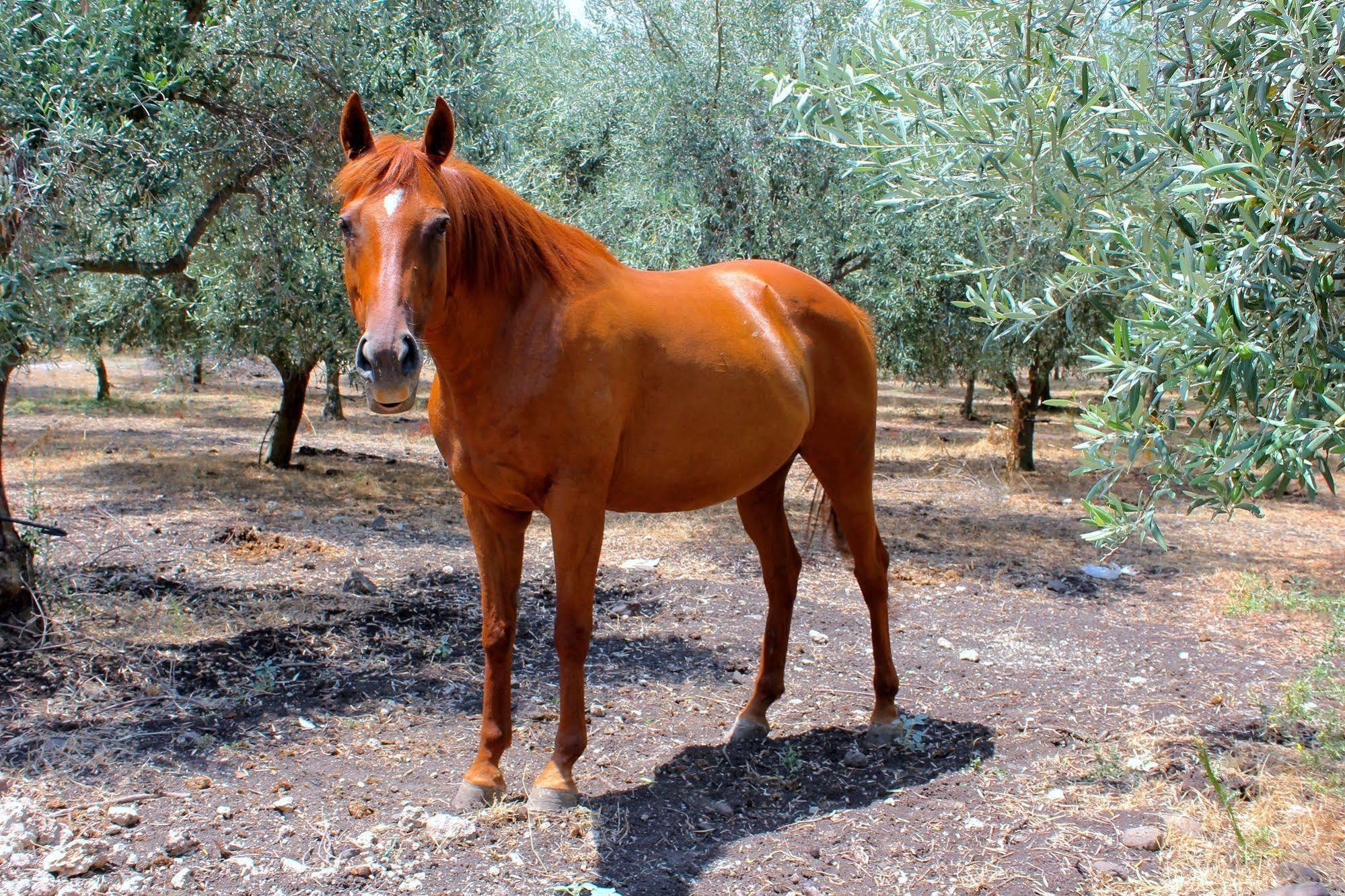 Roccadia Carlentini